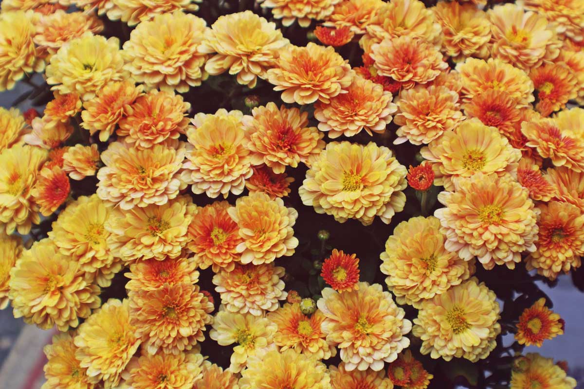 Tagesfahrten Chrysanthema