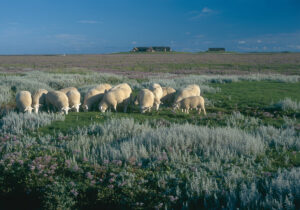 Nordfriesland & Wattenmeer