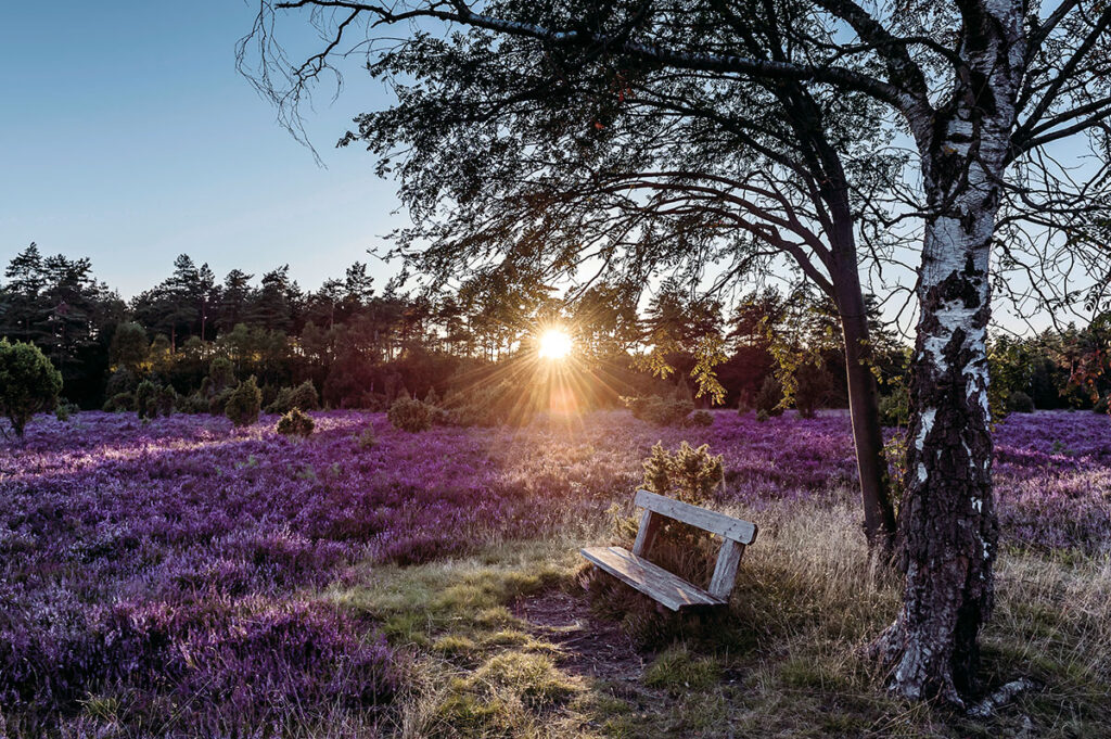 Niedersachsen - Bank in der Heide