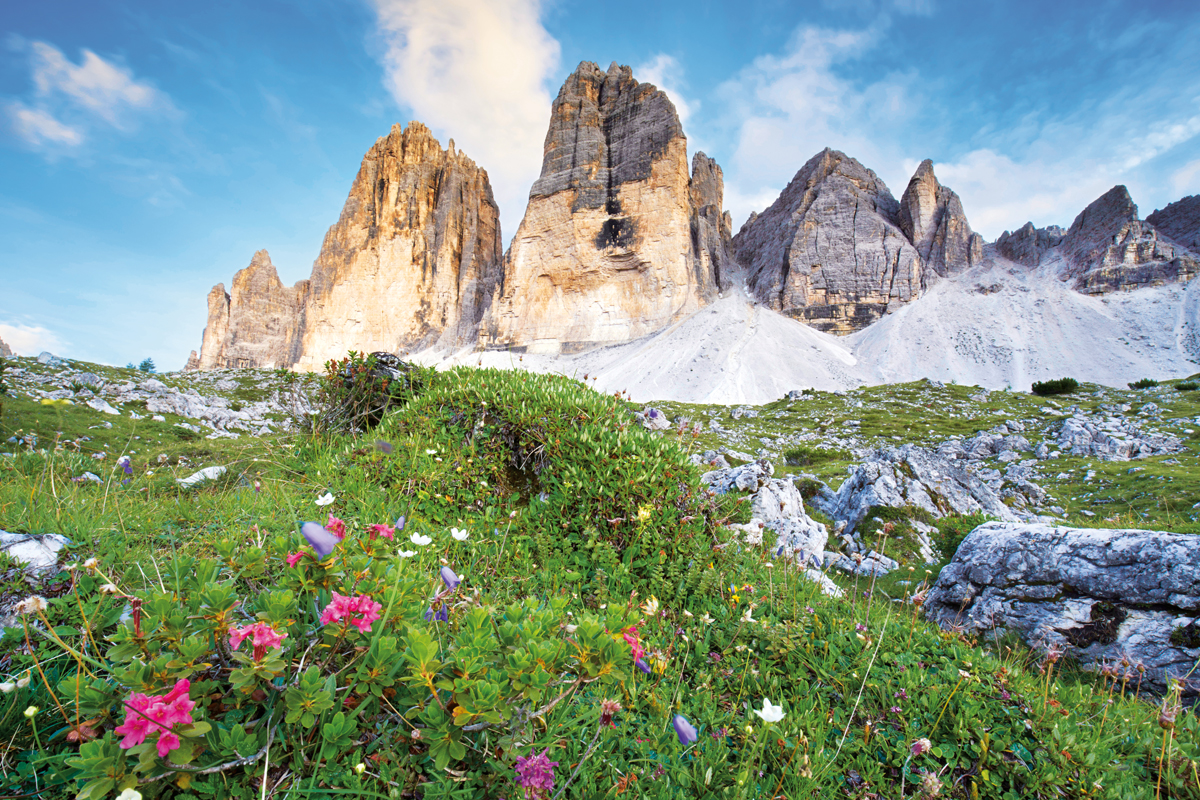 Südtirol - Wiese mit Blumen in den Dolomiten, drei Zinnen